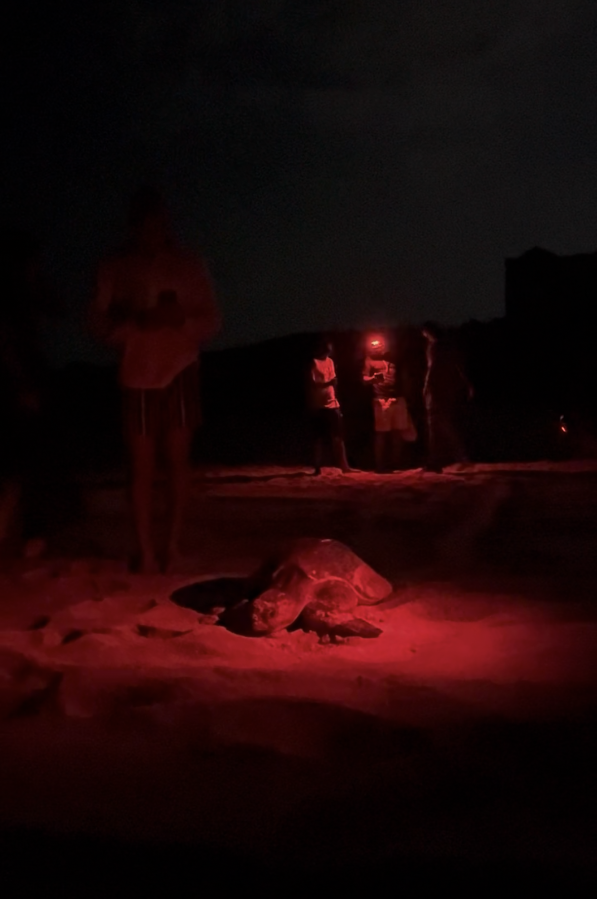 Patrouille nocturne de nuit sur la plage pour repérer les nids de tortues