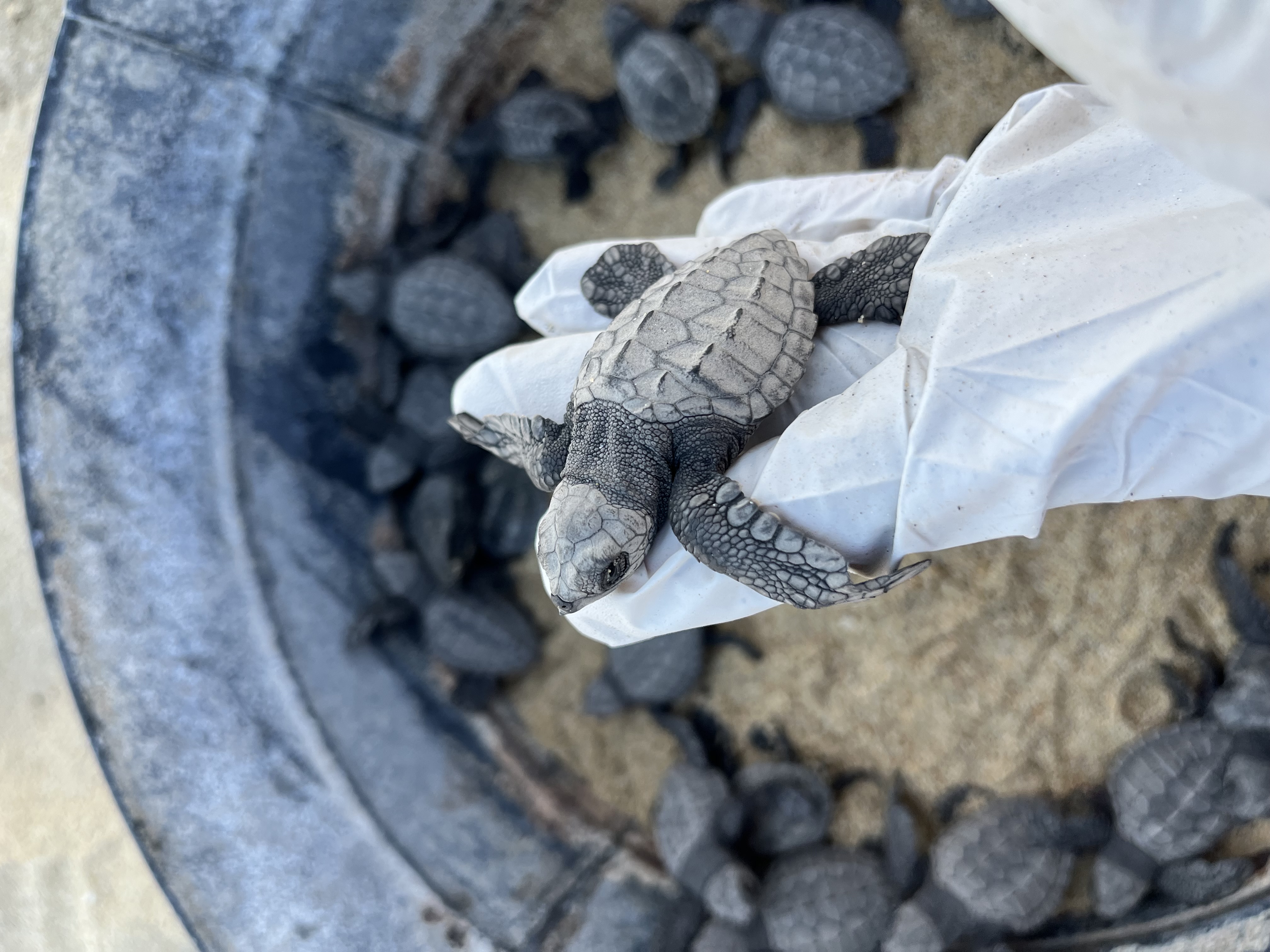 Suivi de l'éclosion et vérification biométrique des nouveau-nés de tortues marines