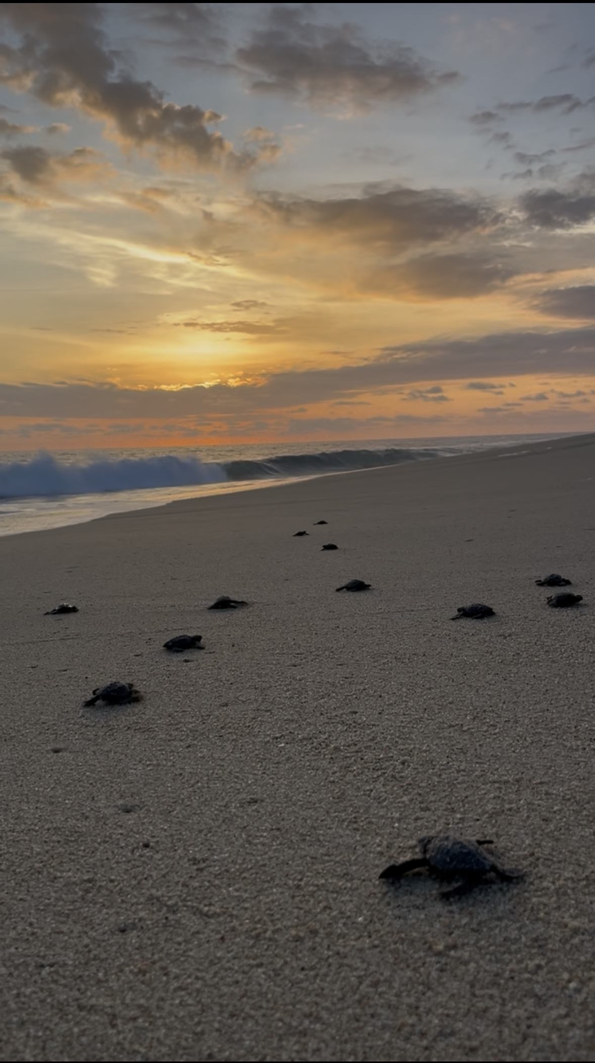 Libération des bébés tortues vers l'océan lors du coucher de soleil